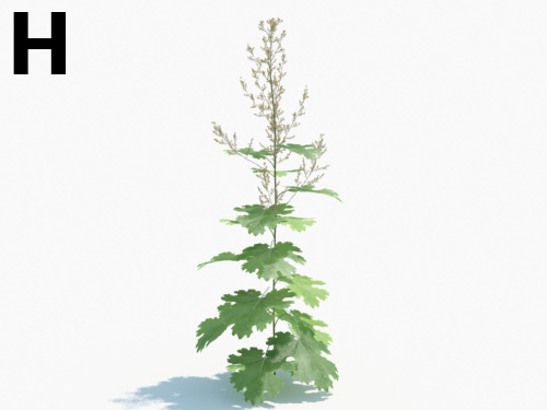 Maxtree - Plant Models Vol.3