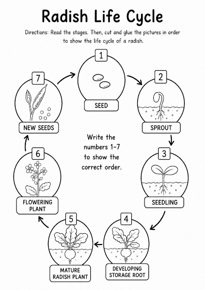 Radish Life Cycle Worksheet
