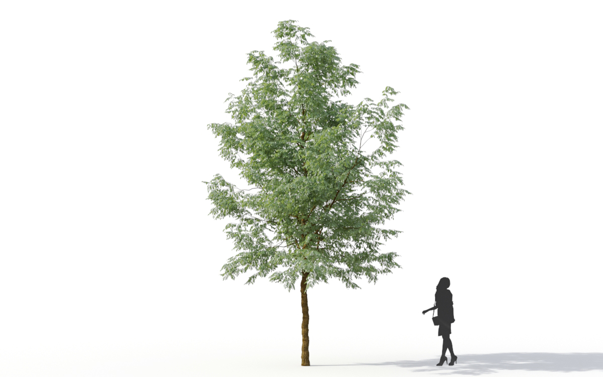 Maxtree - Plant Models Vol.11