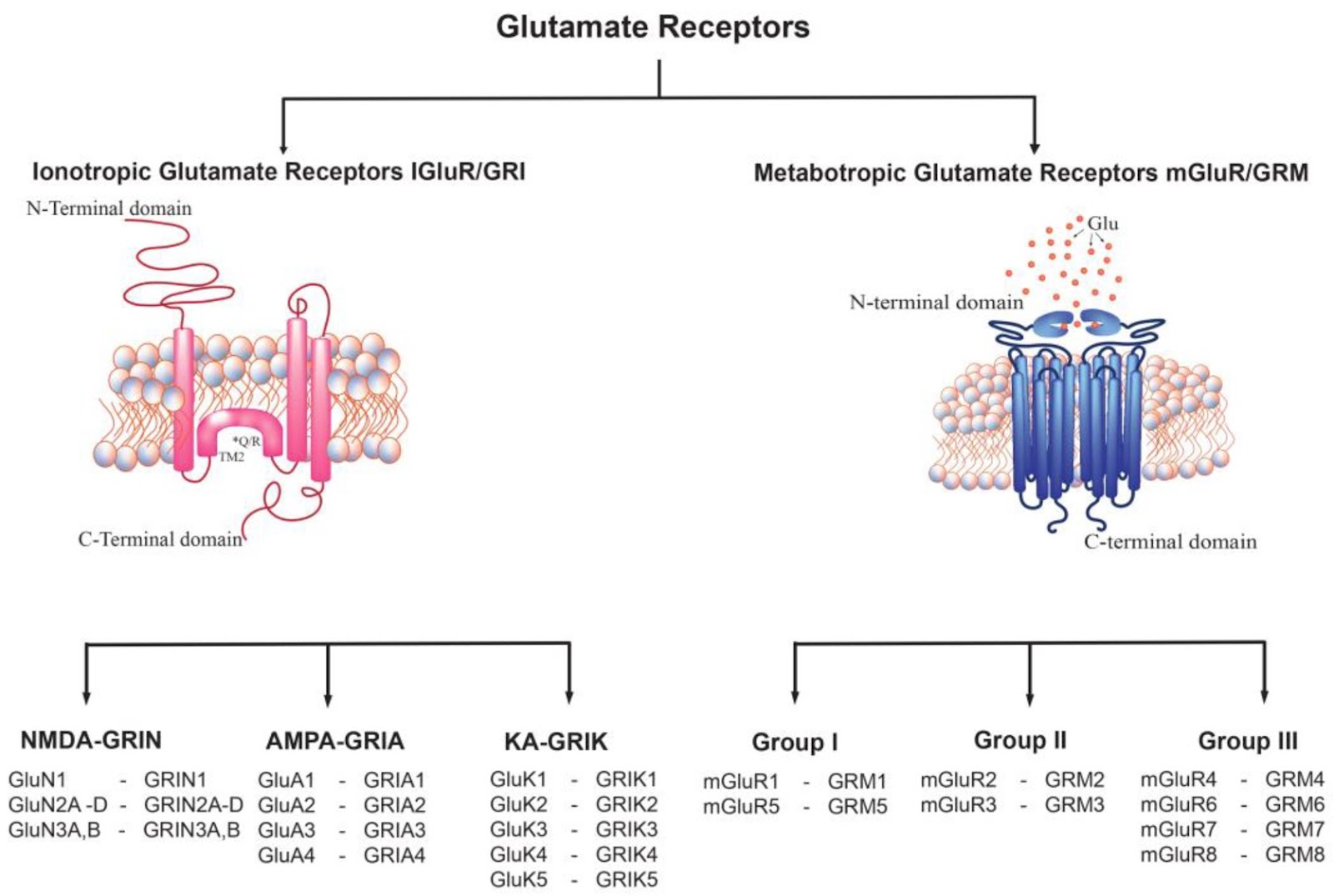 NMDA RECEPTORS