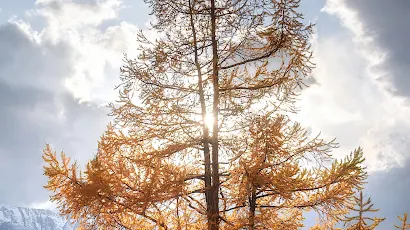 Autumn Tree Sunlight Mountains Clouds 4K iPhone Wallpaper Background