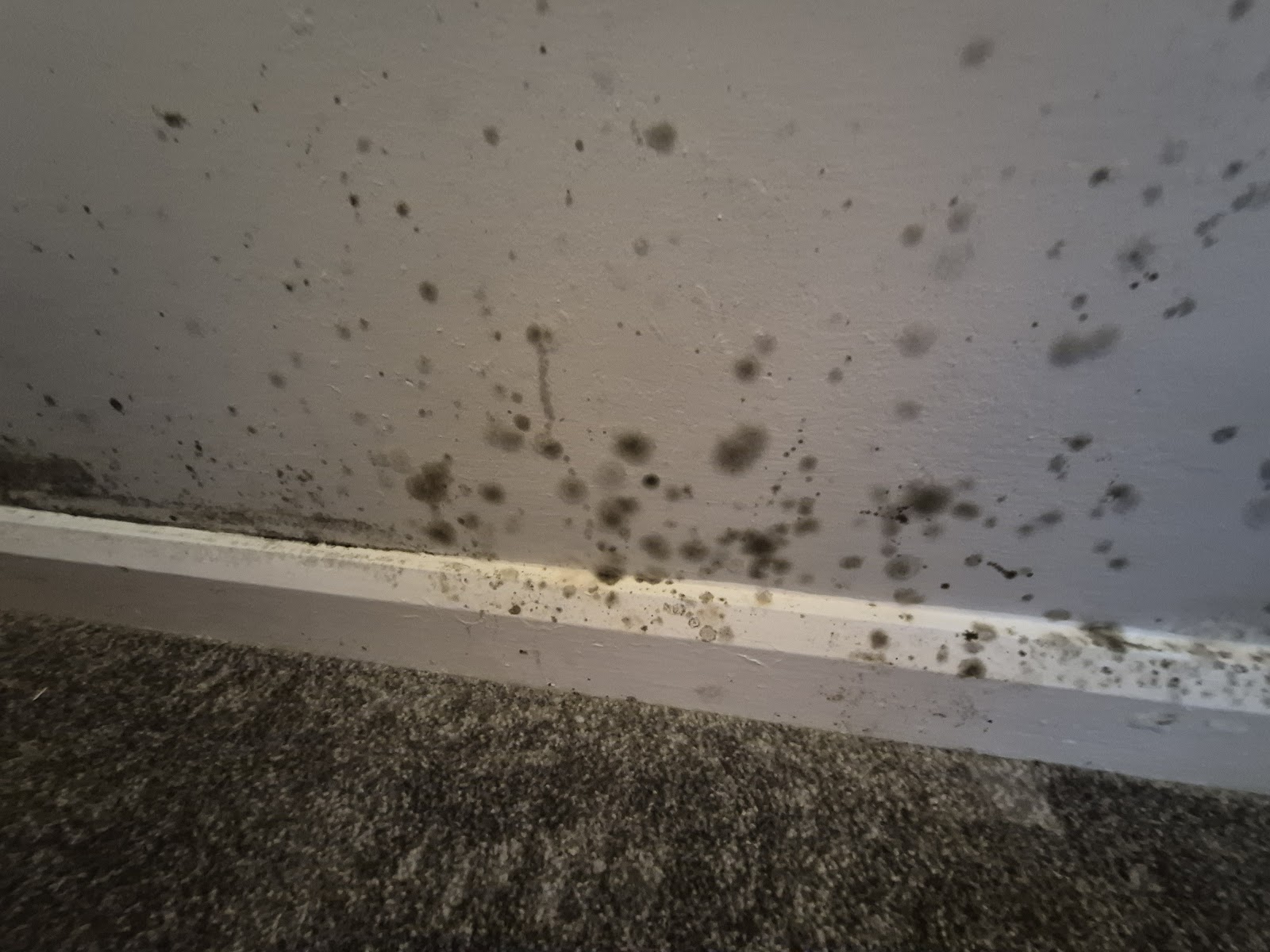 Black mould on walls and ceiling in a rental property — condensation damp