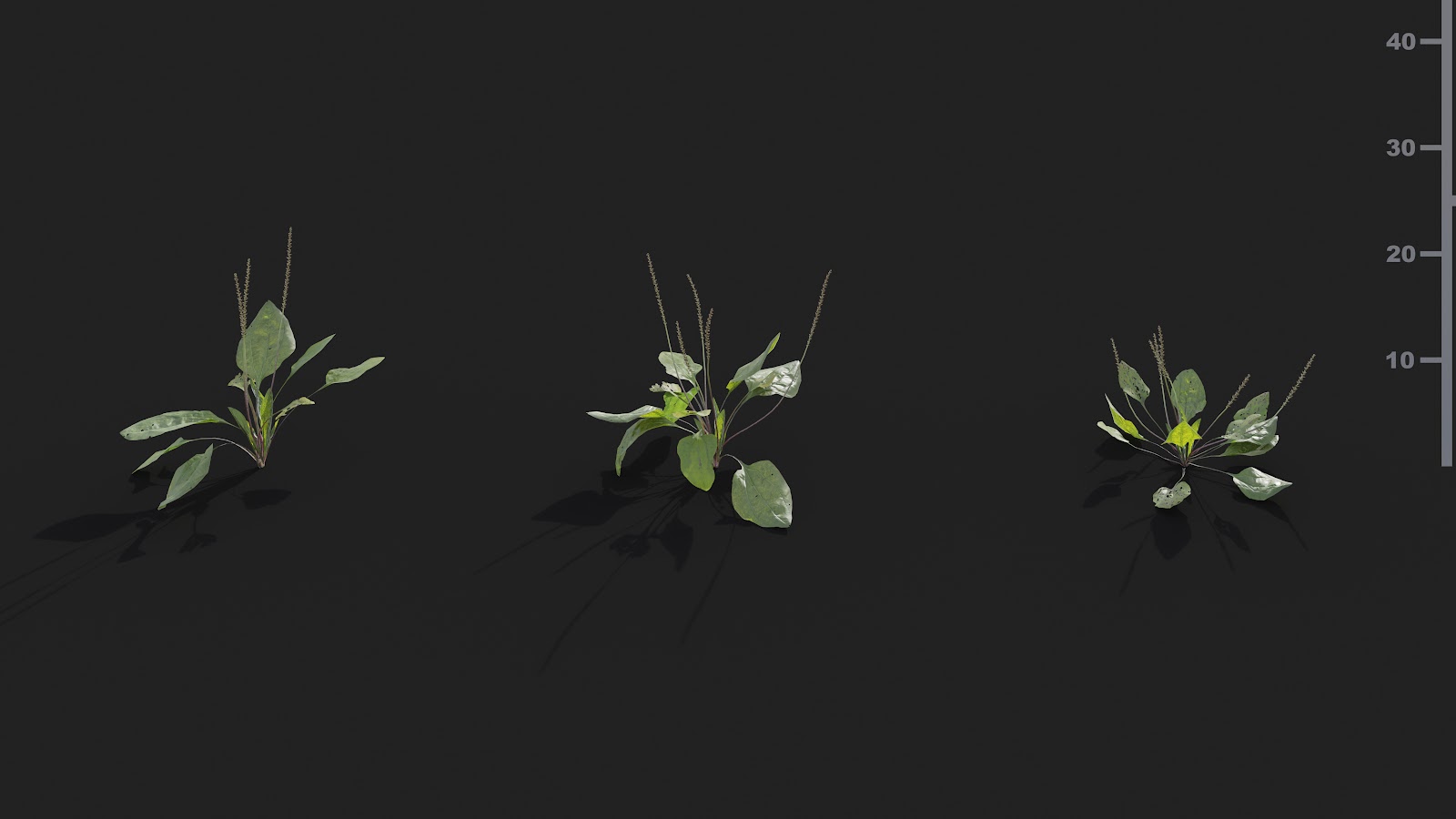 Maxtree - Plant Models Vol.21