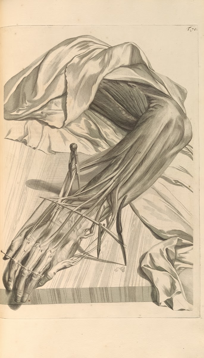 Anatomia humani corporis Pl071 1685