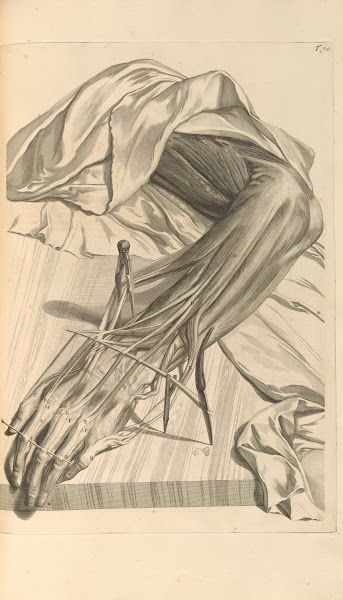 Anatomia humani corporis Pl071 1685
