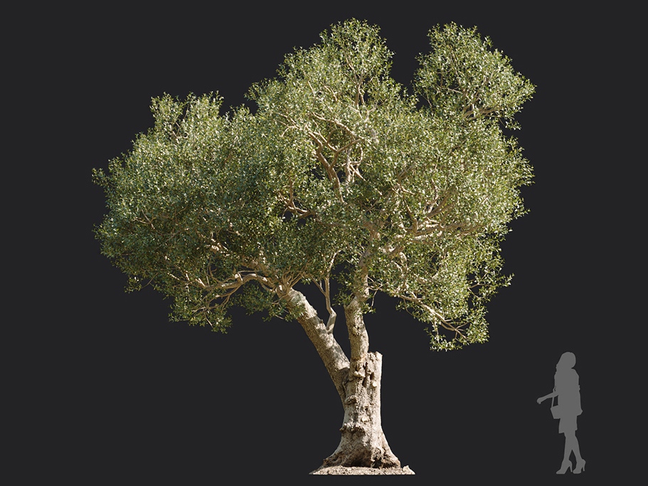Maxtree - Plant Models Vol.113