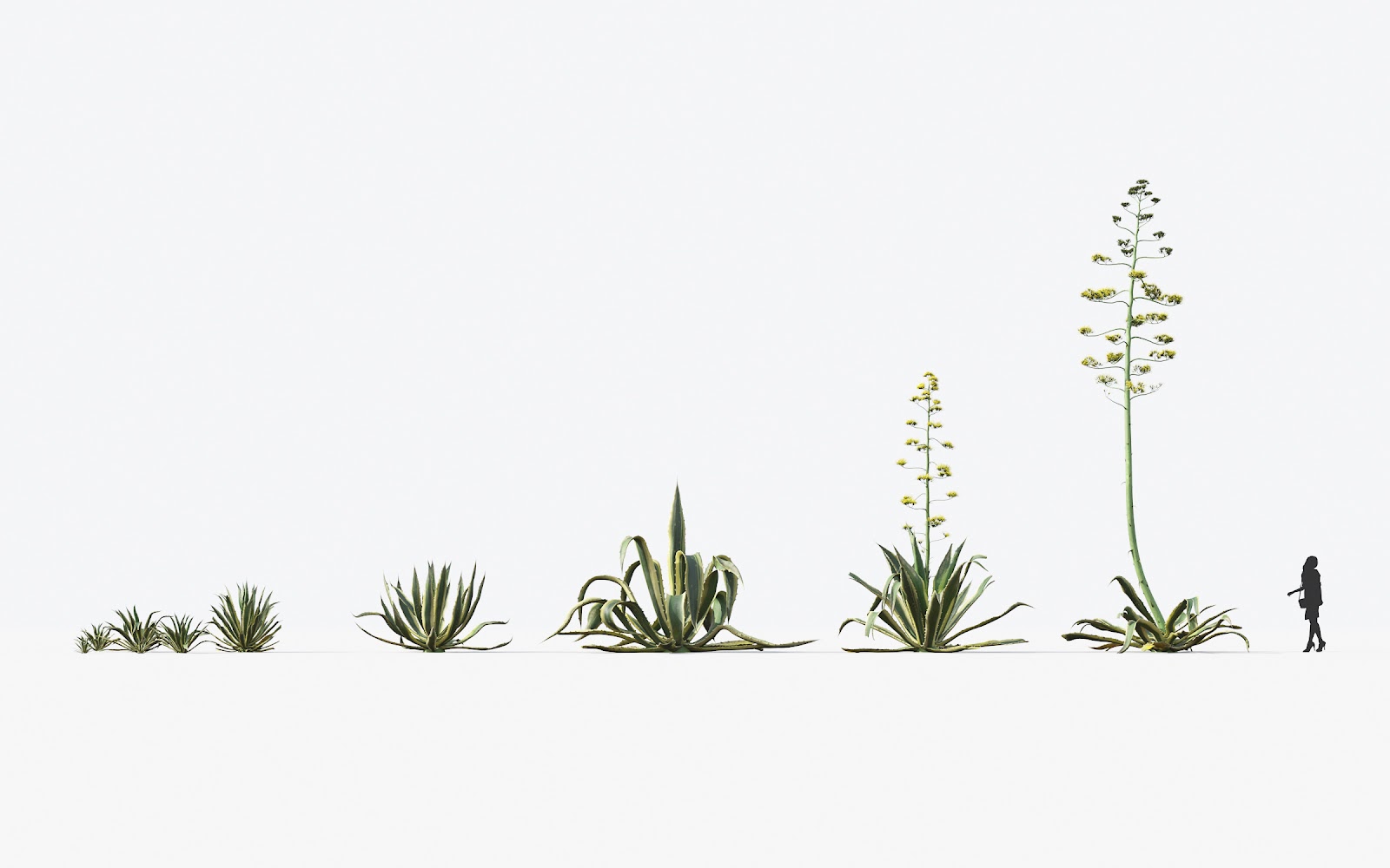 Maxtree - Plant Models Vol.17
