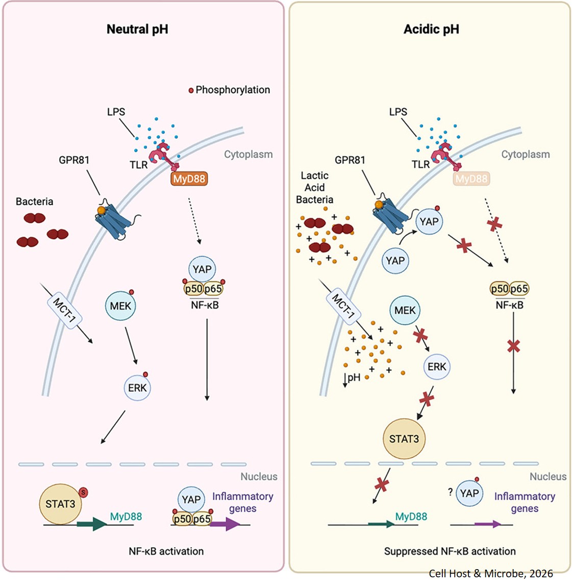 Enterococcus faecalis-derived lactic acid suppresses macrophage activation to facilitate persistent and polymicrobial wound infections