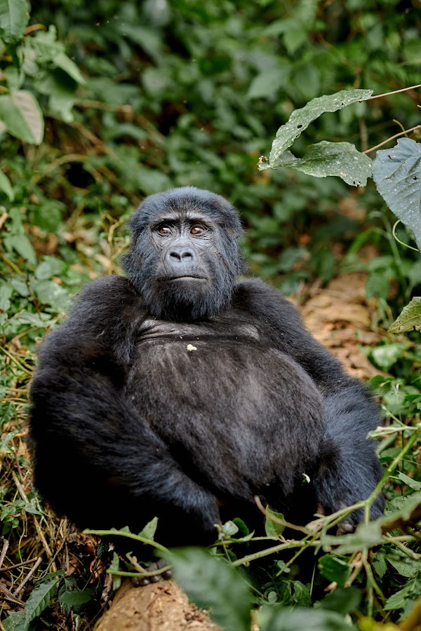 Bwindi frame 15