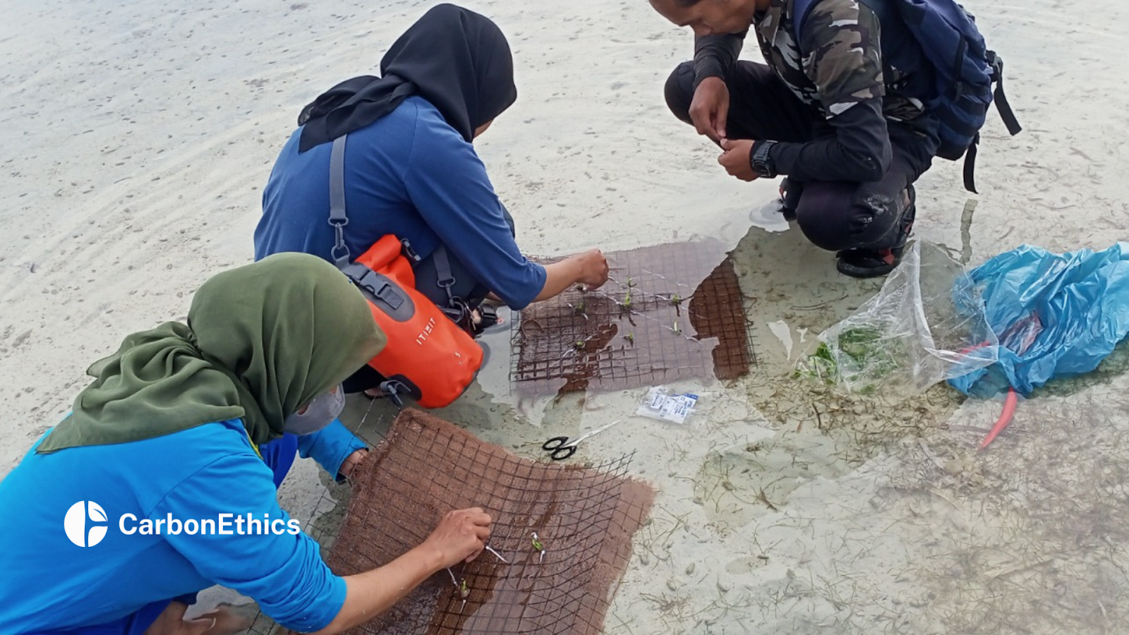 Researchers carefully planting seagrass seedlings in a coastal environment as part of a restoration project to study sustainable growth methods.