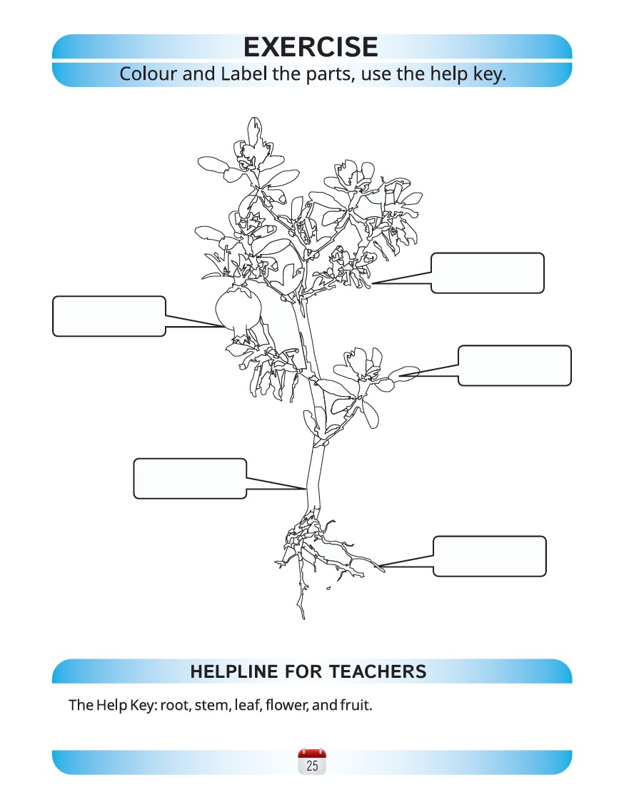 Science Book C - Activity Book