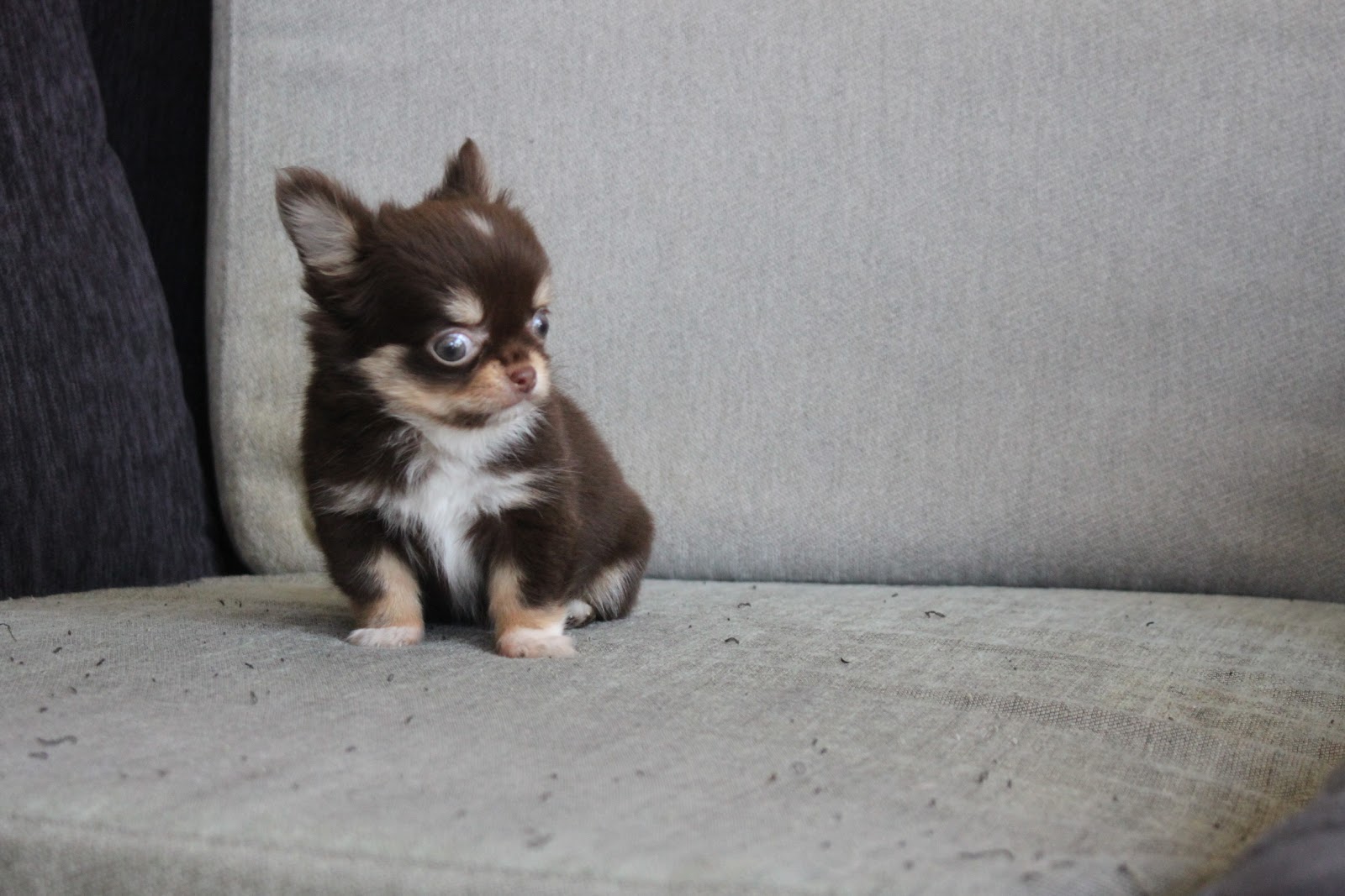 11/1出生 高端優質茶杯長毛吉娃娃巧克力四目妹妹