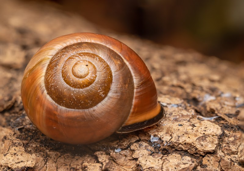 Snail