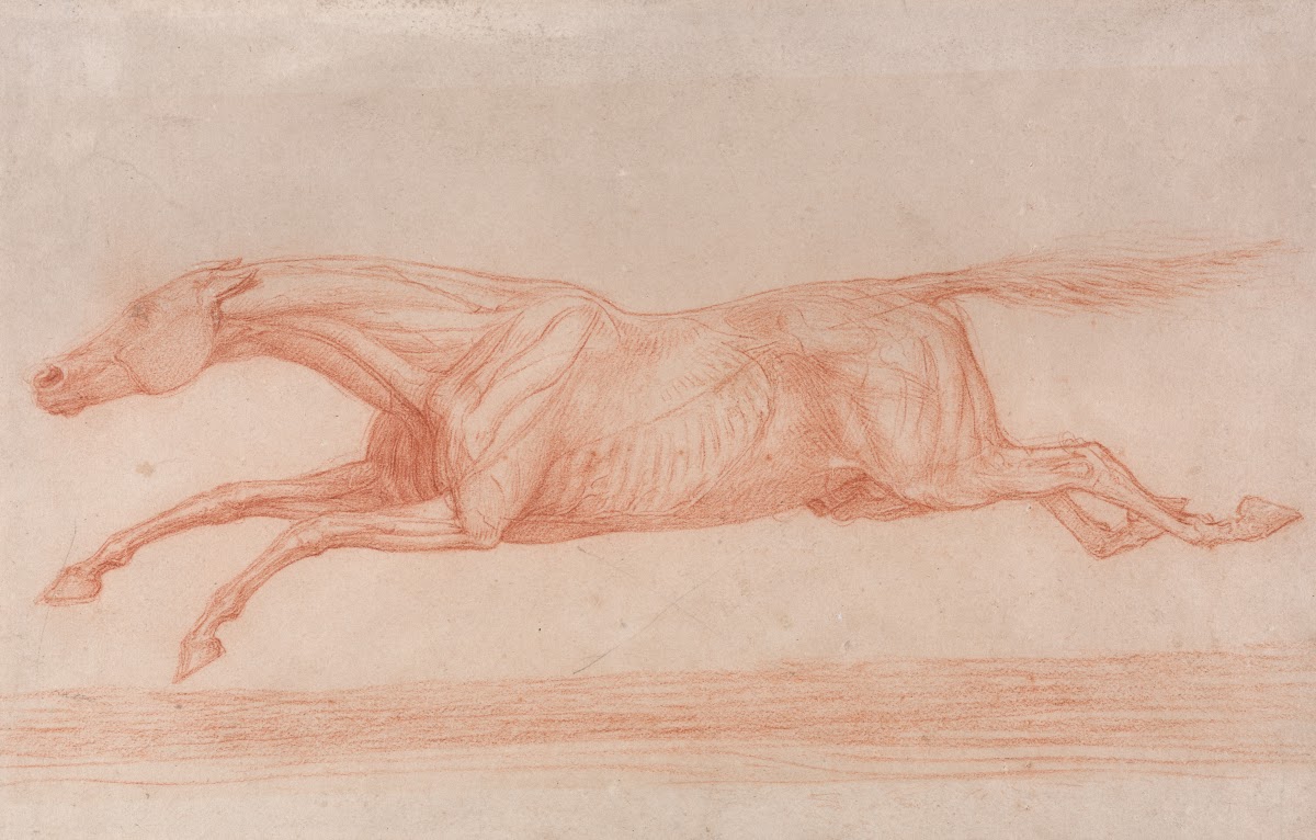 Study of a Racehorse in Action Galloping to Left a Semi Anatomical Study with Sk