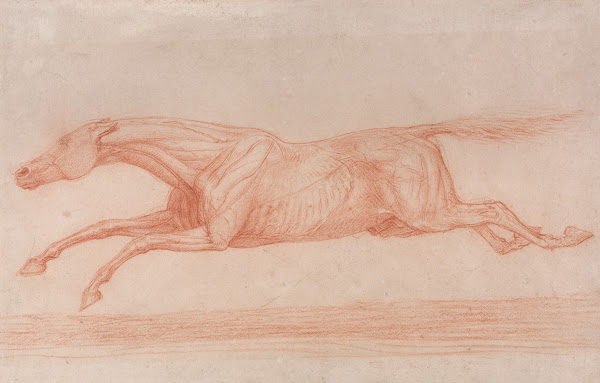 Study of a Racehorse in Action Galloping to Left a Semi Anatomical Study with Sk