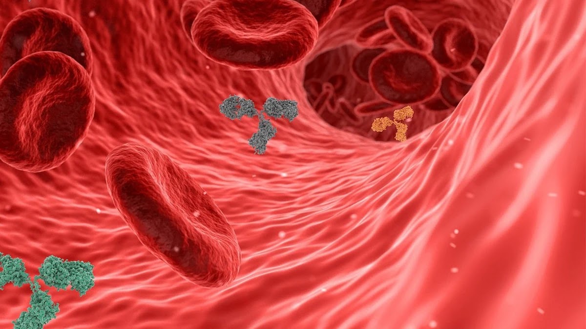 면역 체계 주요 구성 요소별 기능과 건강 관리 기준