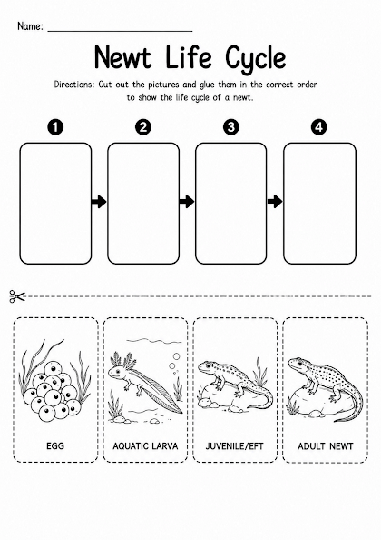 Newt Life Cycle Worksheet