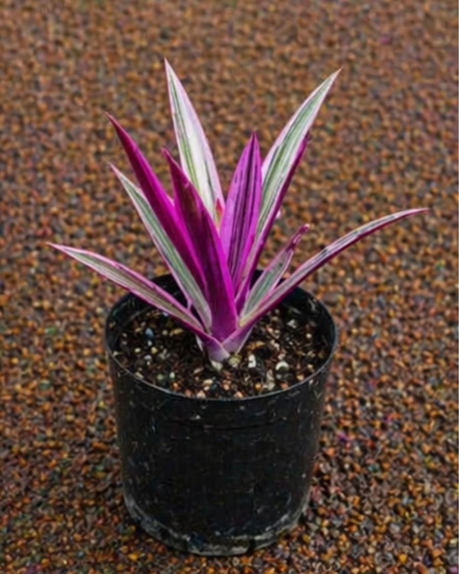 Rhoeo Oyster Plant — view 3