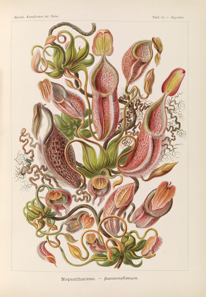 Nepenthaceae  Kannenpflanzen 1904