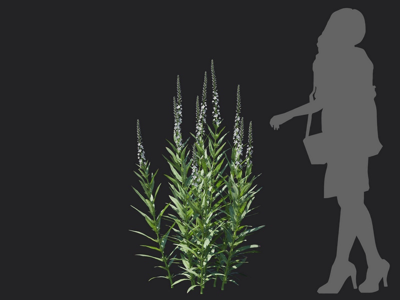 Maxtree - Plant Models Vol.116