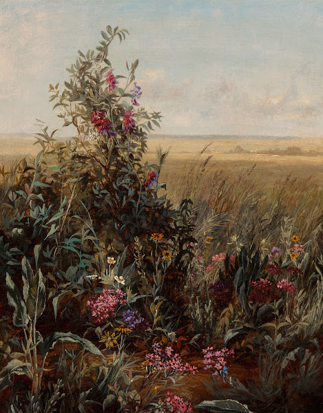 Wild Flowers