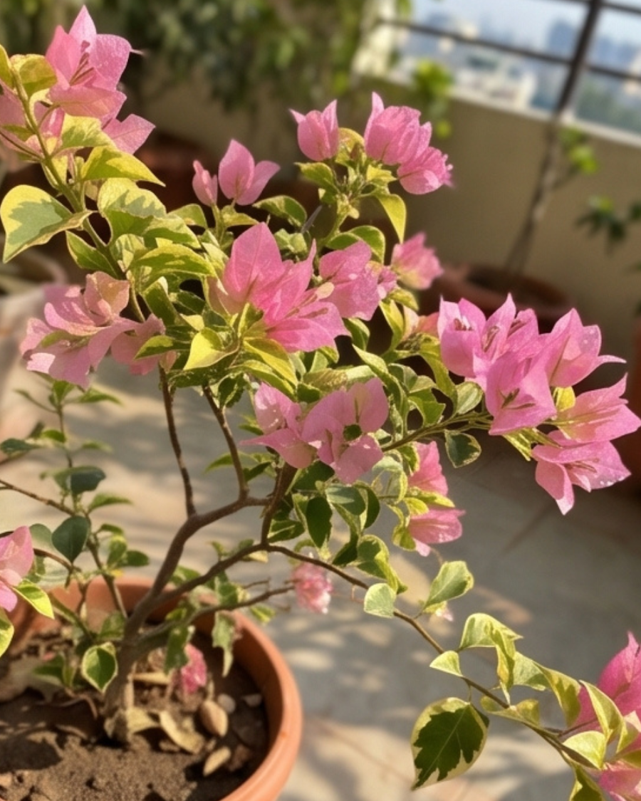 Imported Kopi Batik Bougainvillea Plant — view 4