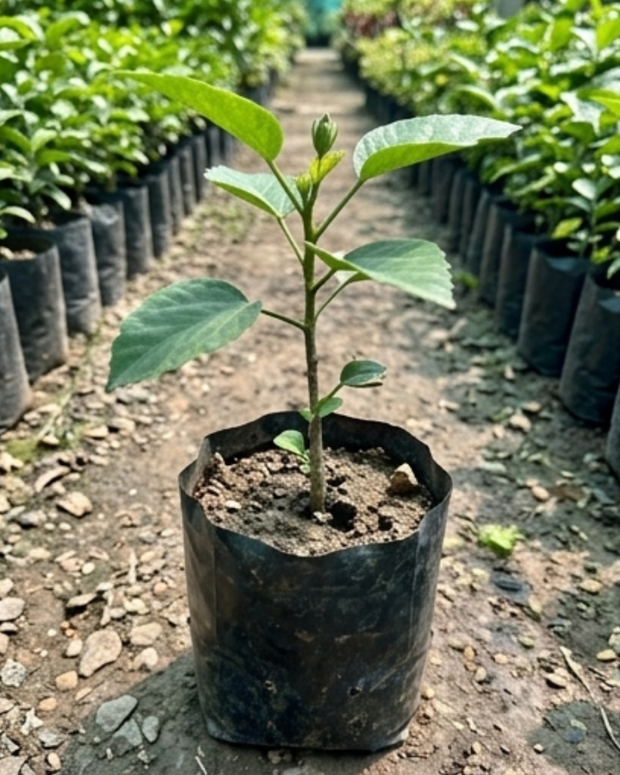 Hibiscus Cherry Appaloosa — view 2