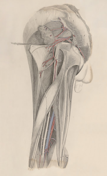 A system of anatomical plates of the human body Pl026 1840