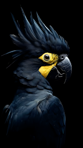 Dramatic Black Cockatoo Portrait Yellow Eye Dark Plumes
