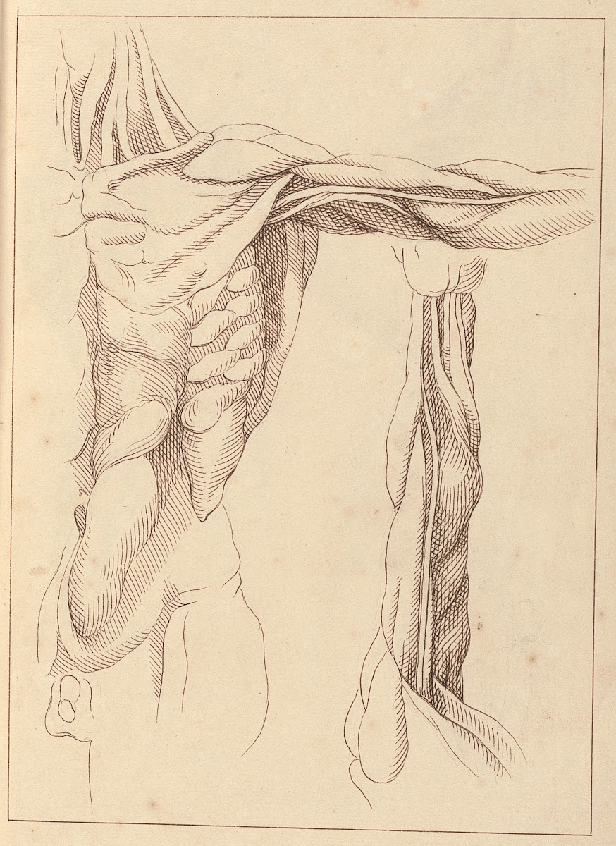 Anatomical Studies of a Torso 1716