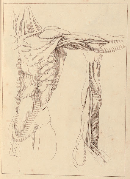 Anatomical Studies of a Torso 1716