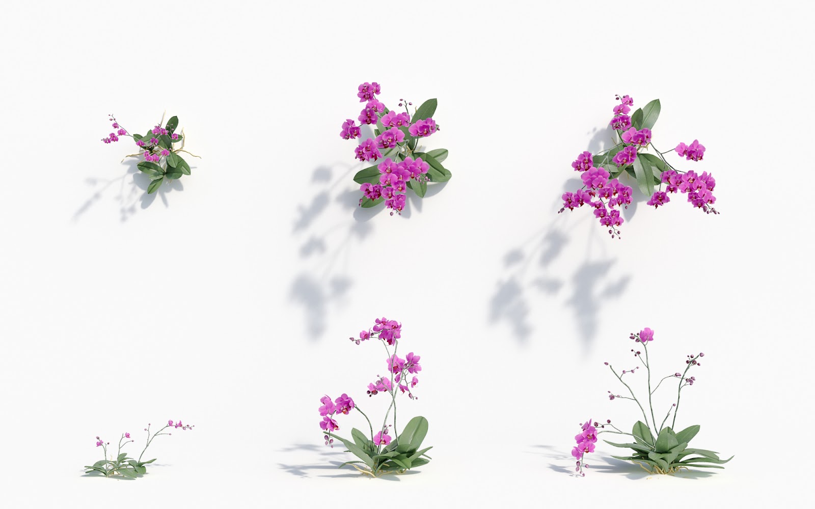 Maxtree - Plant Models Vol.8