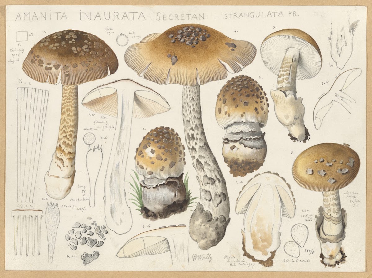 Amanita inaurata Secretan strangulata Fr 1915 1945