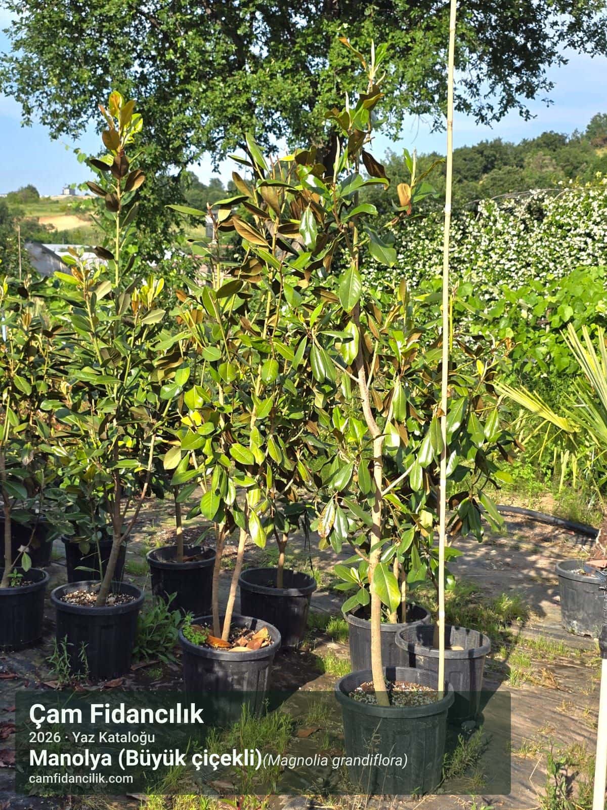 Manolya (Büyük çiçekli) - Magnolia grandiflora Çam Fidancılık Yalova foto 3