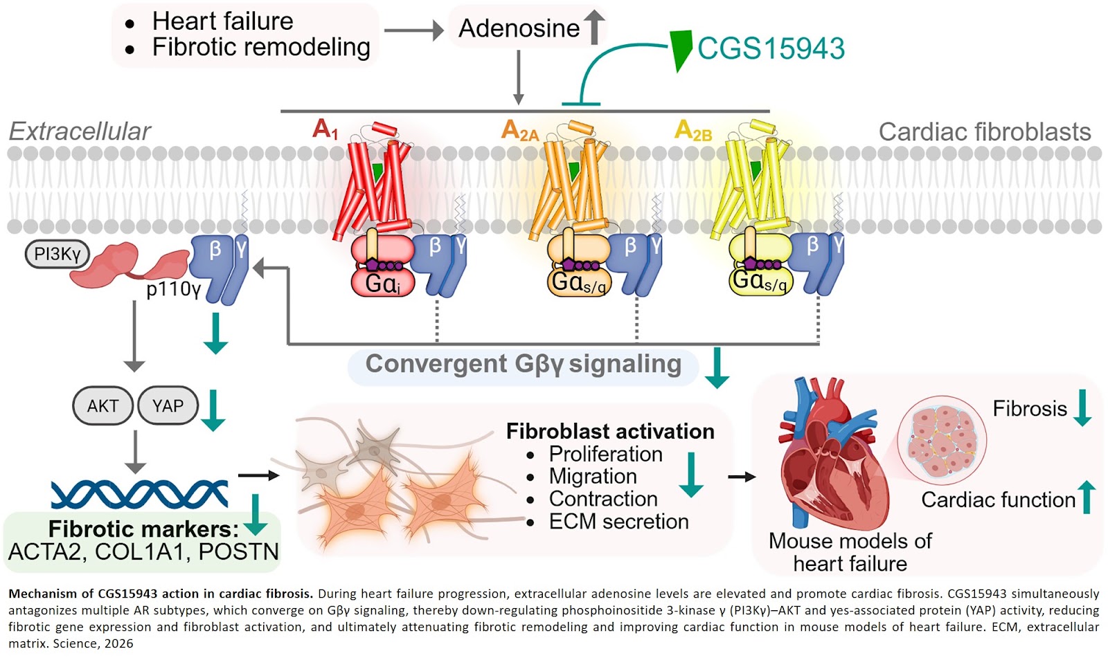 An atypical GPCR signaling pathway that drives heart scarring