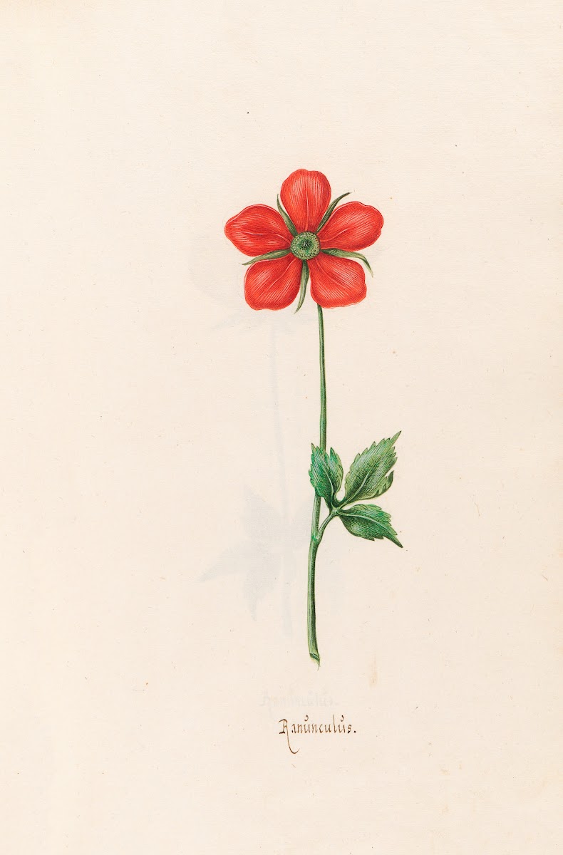 Ranünculüs 1692