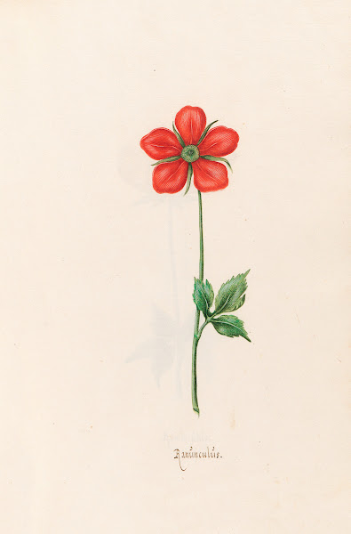 Ranünculüs 1692