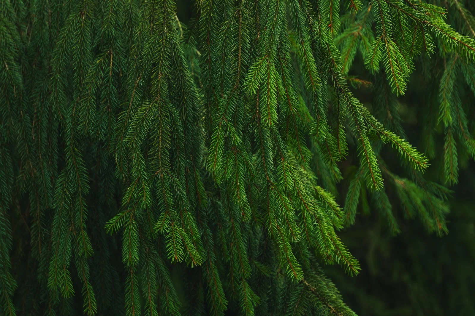 Lush Green Spruce Branches - Nature Photography 5K Wallpaper (6000x4000)