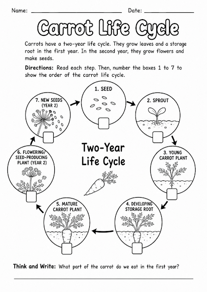 Carrot Life Cycle Worksheet