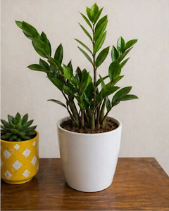 ZZ Plant