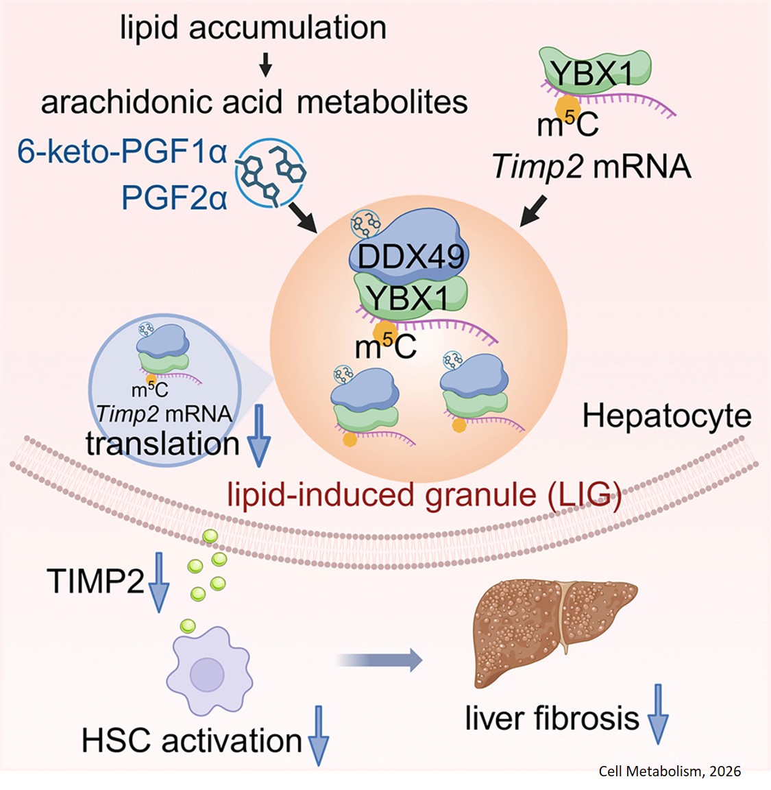 Lipid-induced granules in hepatocytes alleviate liver fibrosis