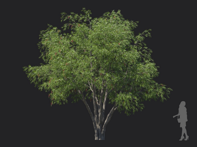 Maxtree - Plant Models Vol.121