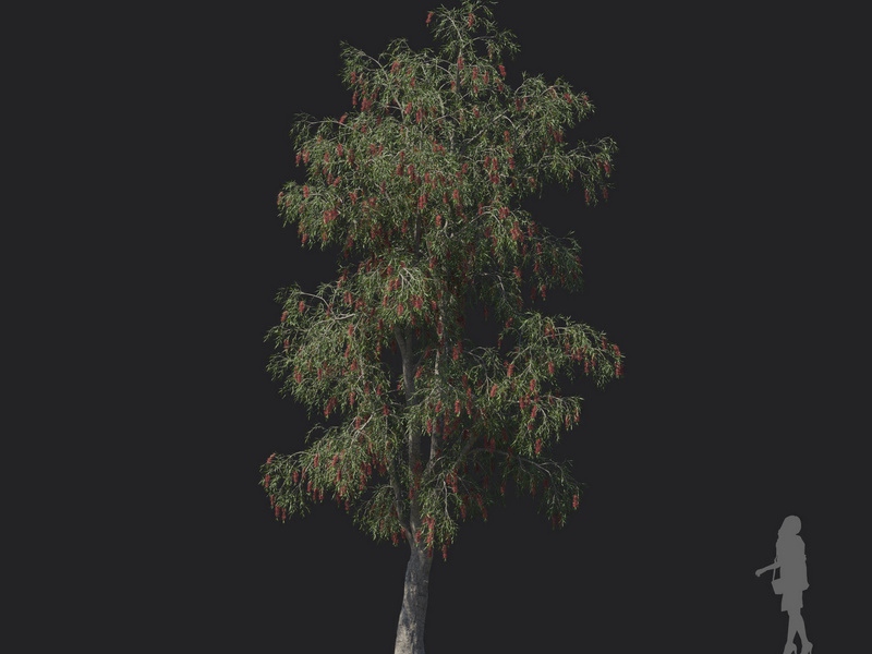 Maxtree - Plant Models Vol.121