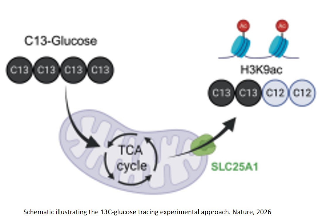 Mitochondrial metabolism and epigenetic crosstalk drive SASP