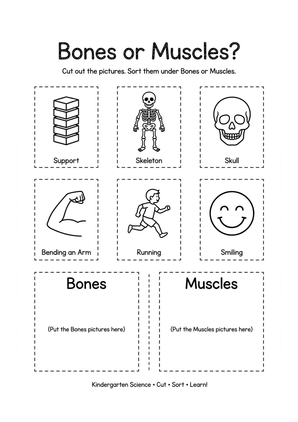 Bones or Muscles?