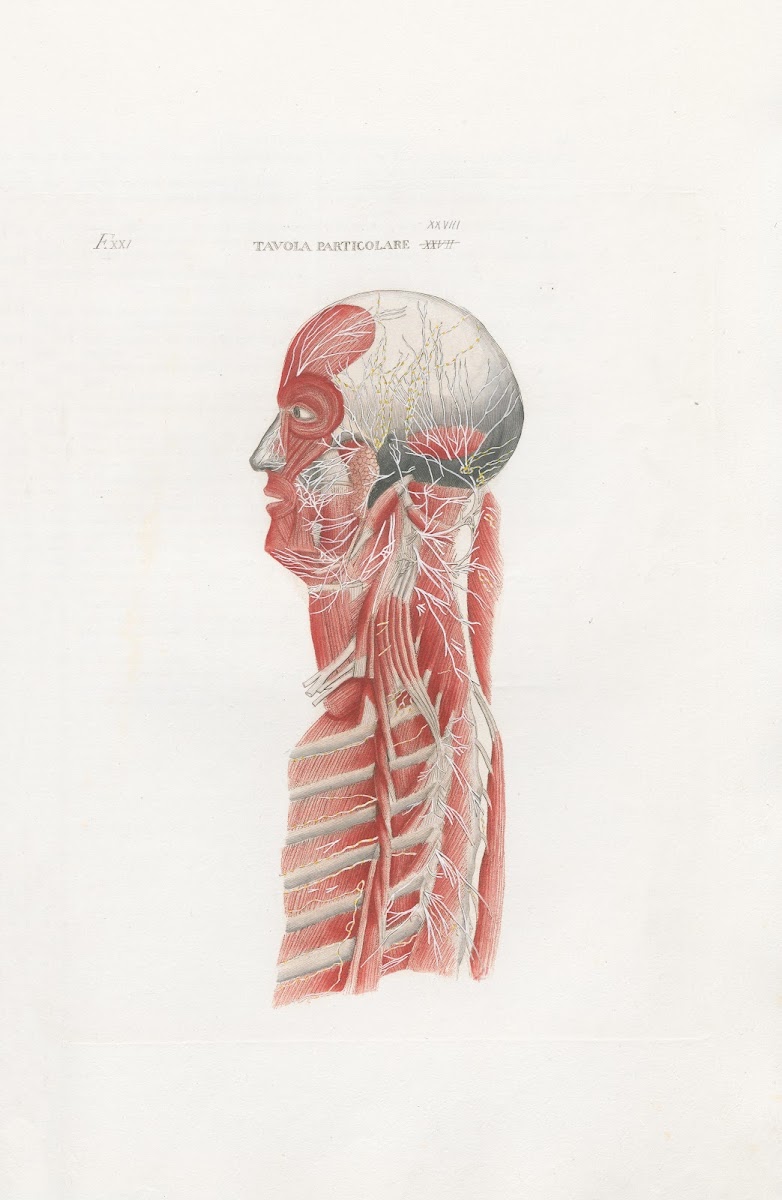 Anatomia Universale Pl62 1833