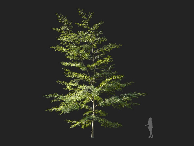Maxtree - Plant Models Vol.114