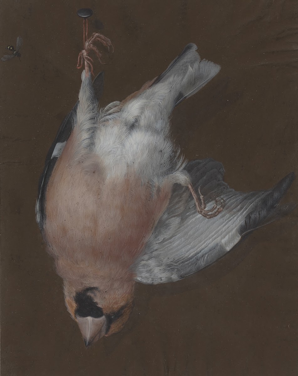 A Rose Breasted Finch Hanging from a Nail c 1760