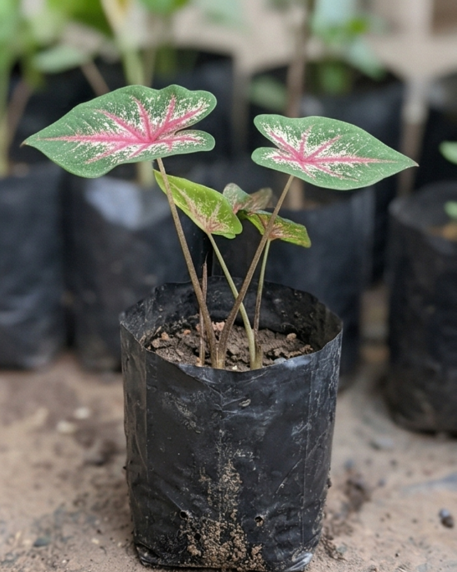 Indian Caladium Plant — view 4