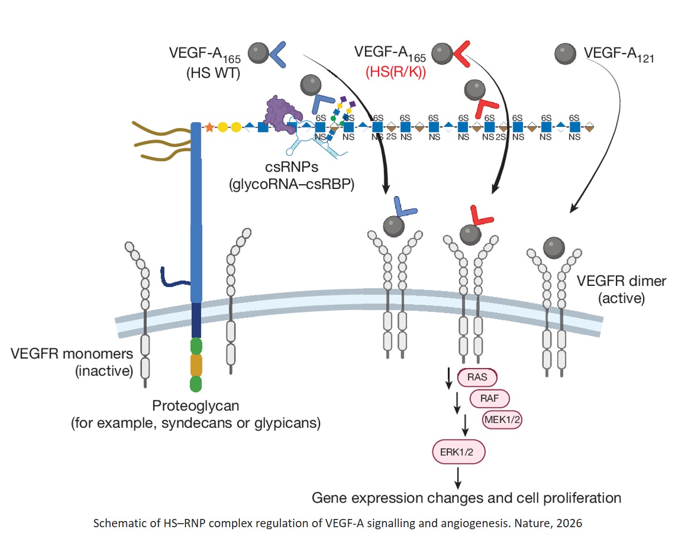 GlycoRNA complexed with heparan sulfate regulates VEGF-A signalling